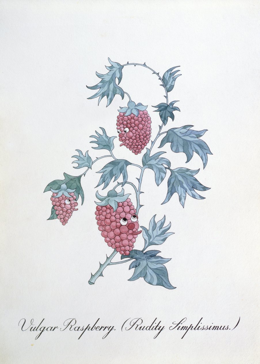 Wulgarna malina (Rudity Simplissimus), ilustracja z „Fałszywej księgi botaniki” Johna Weira autorstwa John Weir