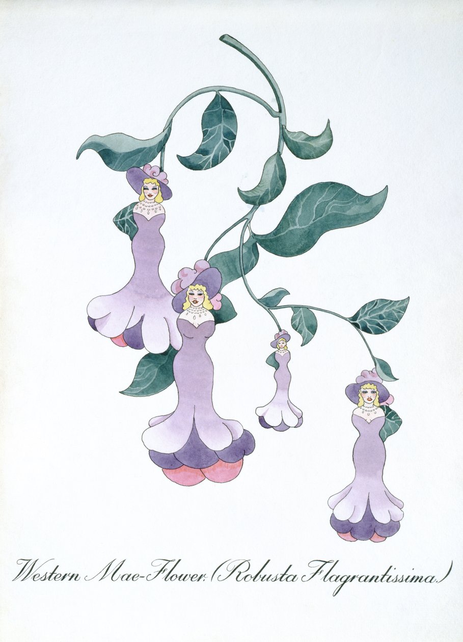 Western Mae-Flower (Robusta Flagrantissima), ilustracja z „Fałszywej księgi botaniki” Johna Weira autorstwa John Weir