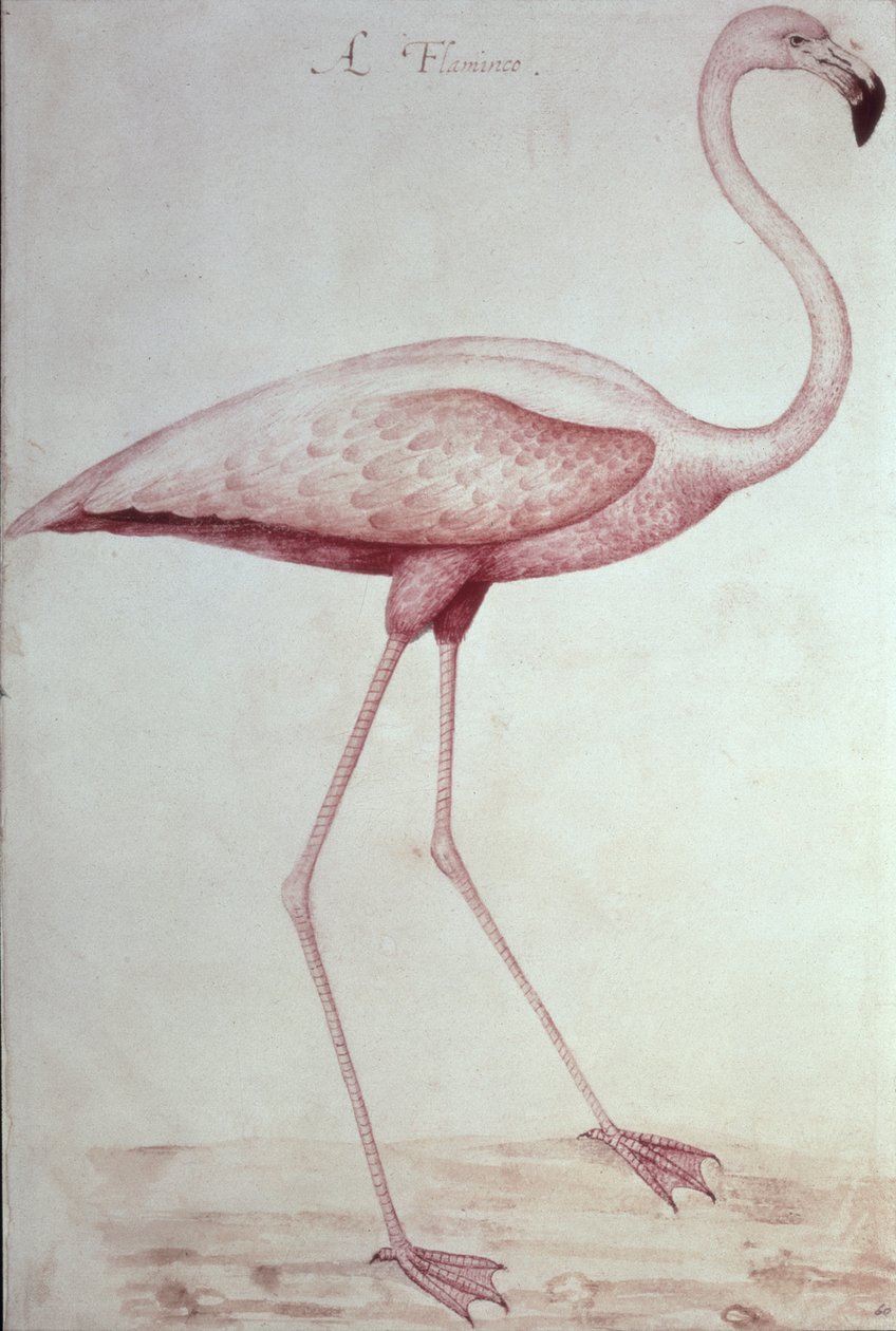 Flaming (rysunek) autorstwa John White