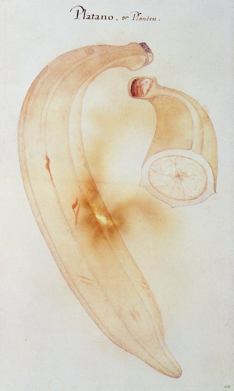 Babka rogowa autorstwa John White