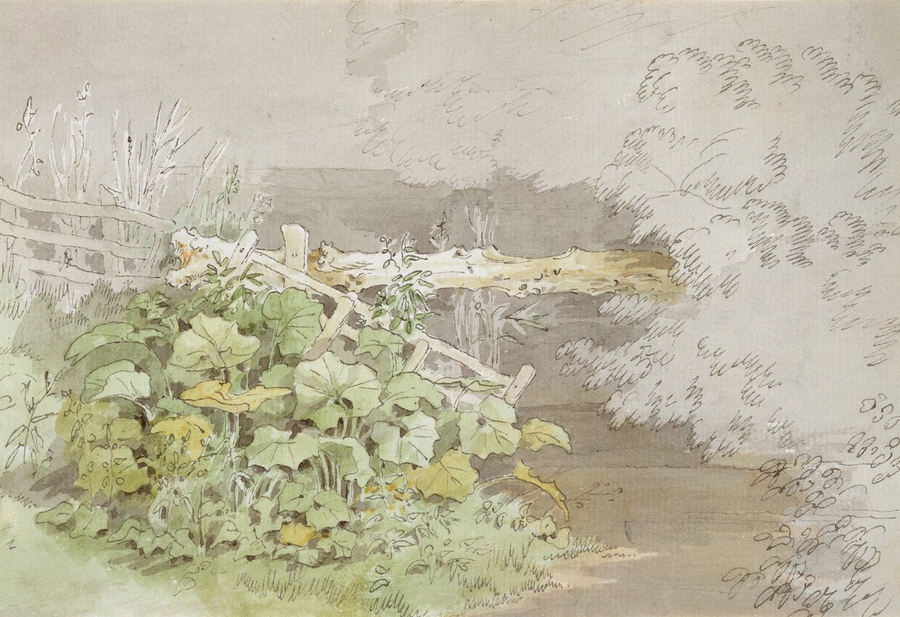 Zadokuj rośliny przy zacienionym strumieniu (pióro i atrament oraz toaleta na papierze) autorstwa John White Abbott