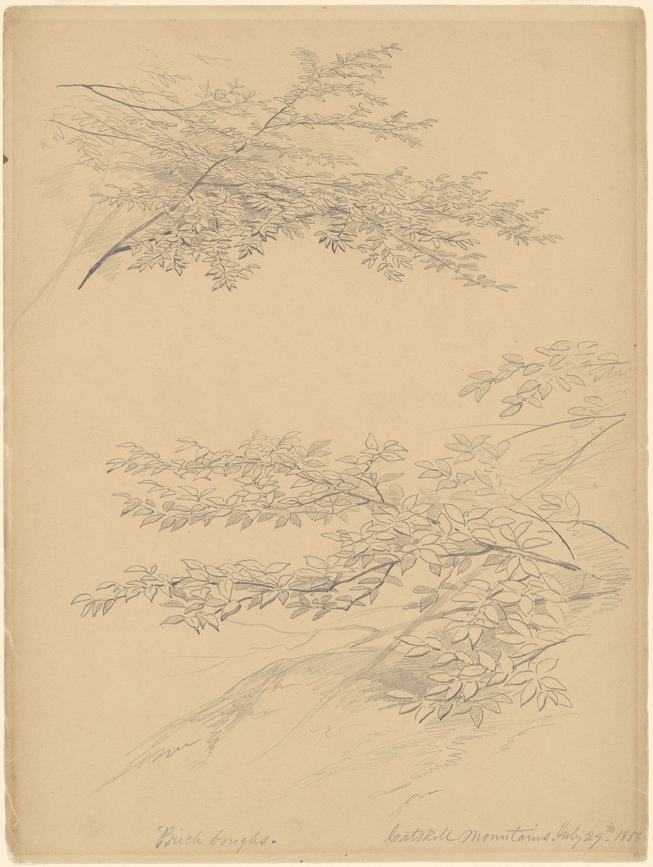 Konary brzozowe, góry Catskill autorstwa John William Casilear