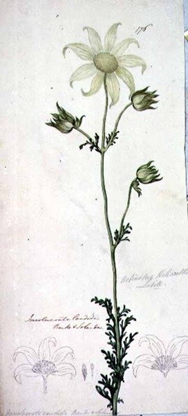 Kwiat flaneli, actinotus helianthe labill autorstwa John William Lewin