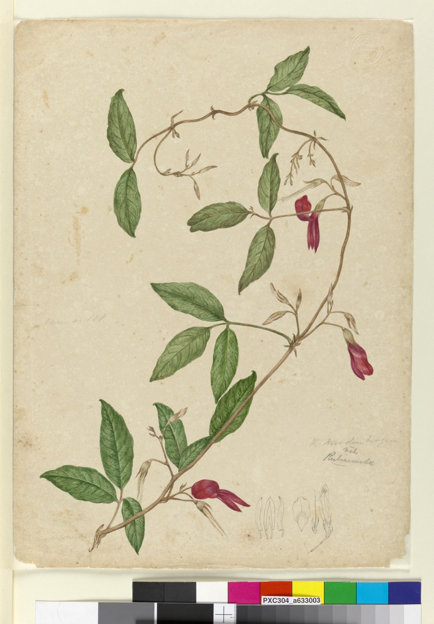 Kennedia rubicunda, c.1803-06 (toaleta, długopis, tusz i ołówek) autorstwa John William Lewin