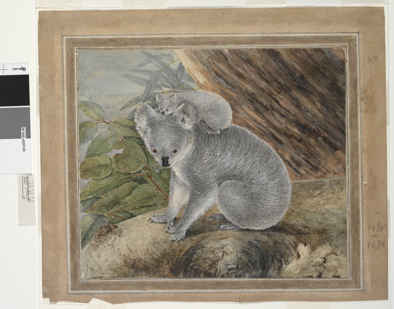 Koala i młody, 1803, J.W. Lewin, 1803 (toaleta i gwasz) autorstwa John William Lewin