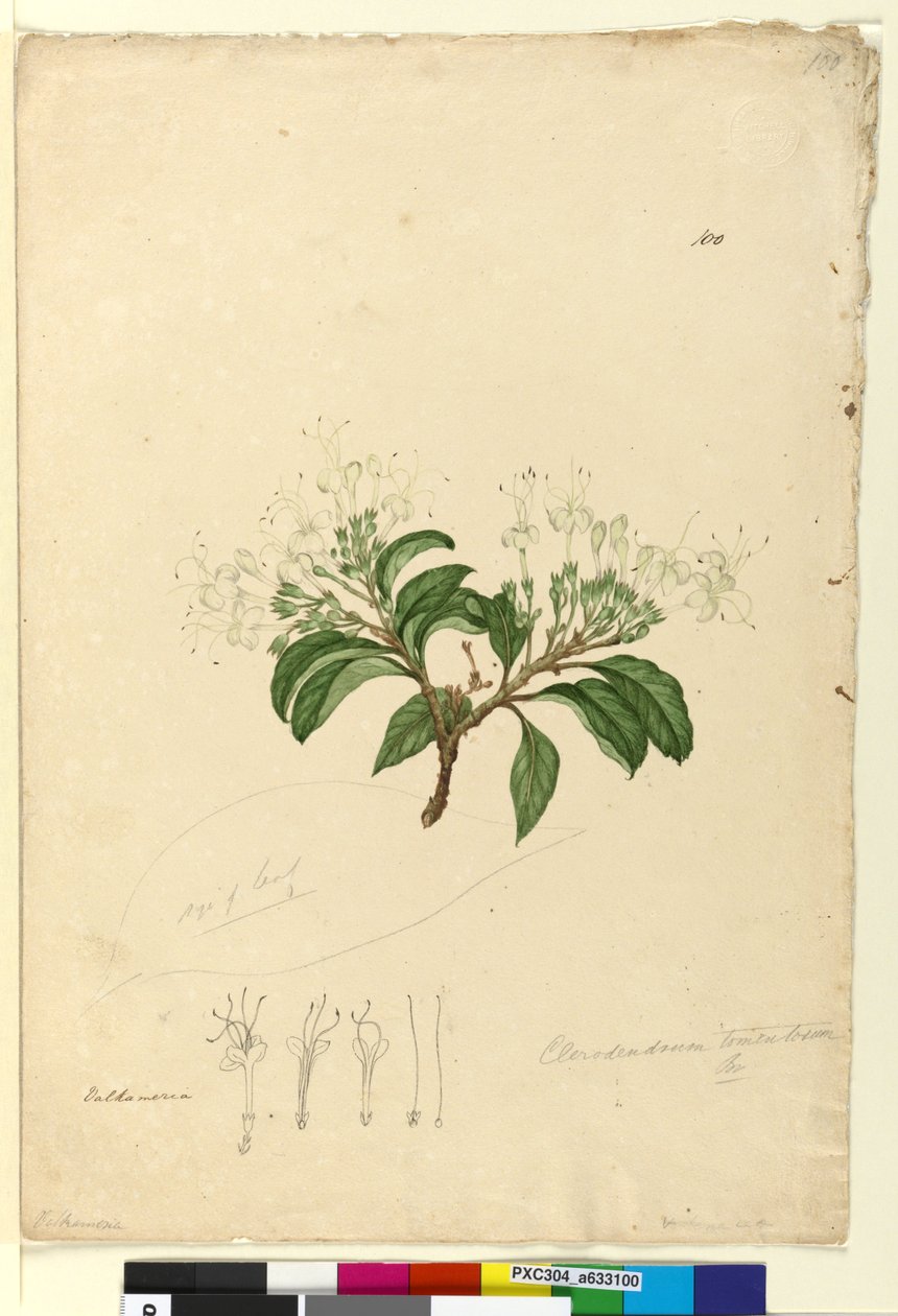 Strona 100. Clerodendrum tomentosum, c.1803-06 (toaleta, długopis, atrament i ołówek) autorstwa John William Lewin