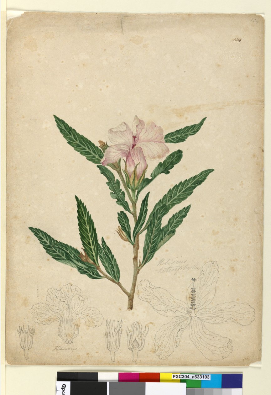 Strona 104. Hibiscus heterophyllus, c.1803-06 (toaleta, długopis, atrament i ołówek) autorstwa John William Lewin