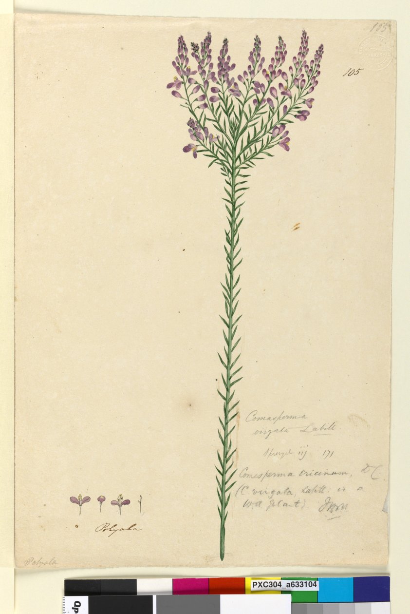Strona 105. Comesperma ericinum, c.1803-06 (toaleta, długopis, atrament i ołówek) autorstwa John William Lewin