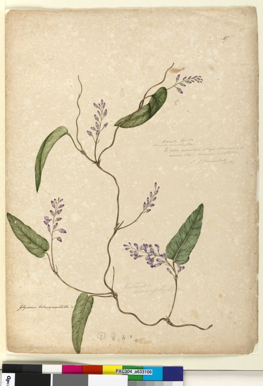 Strona 107. Glycine bimaculataGlycine tabacina?, c.1803-06 (toaleta, długopis, tusz i ołówek) autorstwa John William Lewin