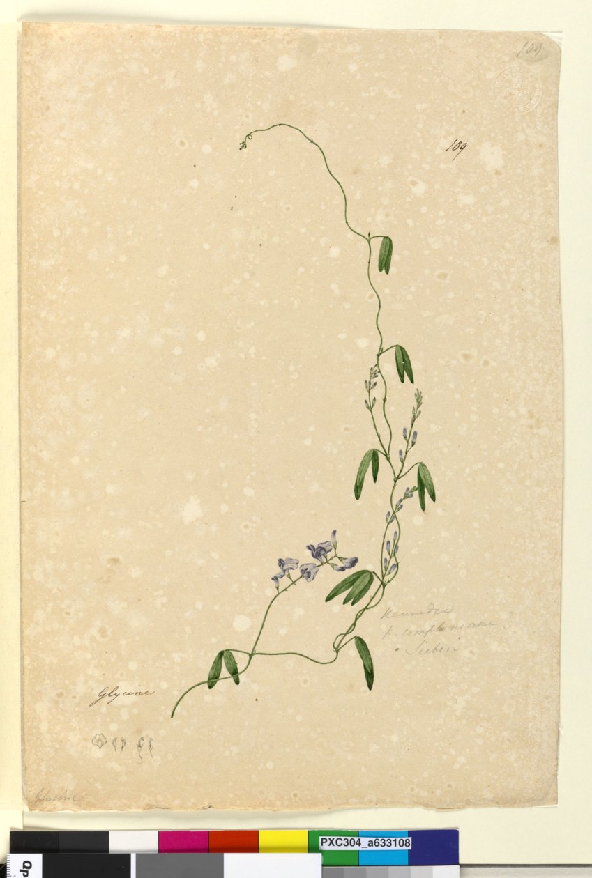 Strona 109. Kennedia comptonianaHardenbergia comptoniana, c.1803-06 (toaleta, długopis, tusz i ołówek) autorstwa John William Lewin