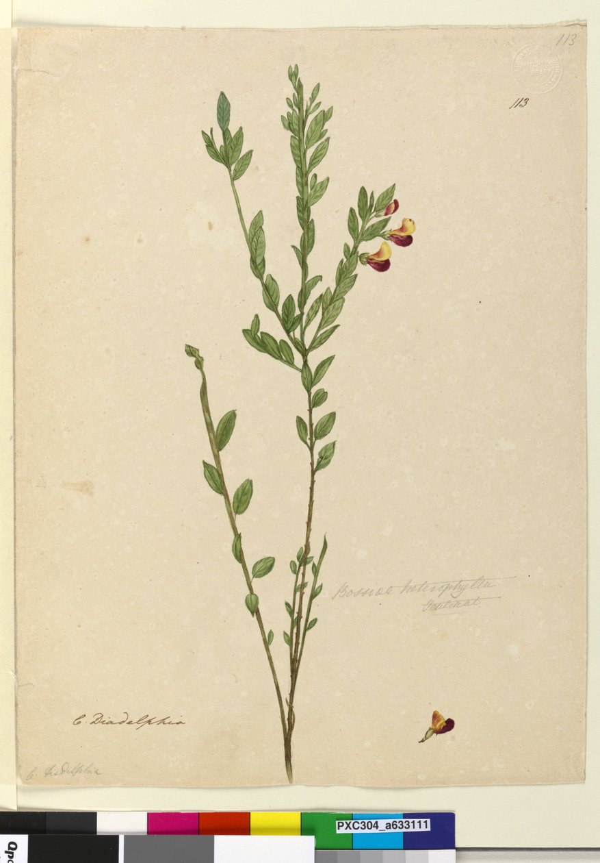 Strona 113. Bossiaea heterophylla, c.1803-06 (toaleta, długopis, atrament i ołówek) autorstwa John William Lewin