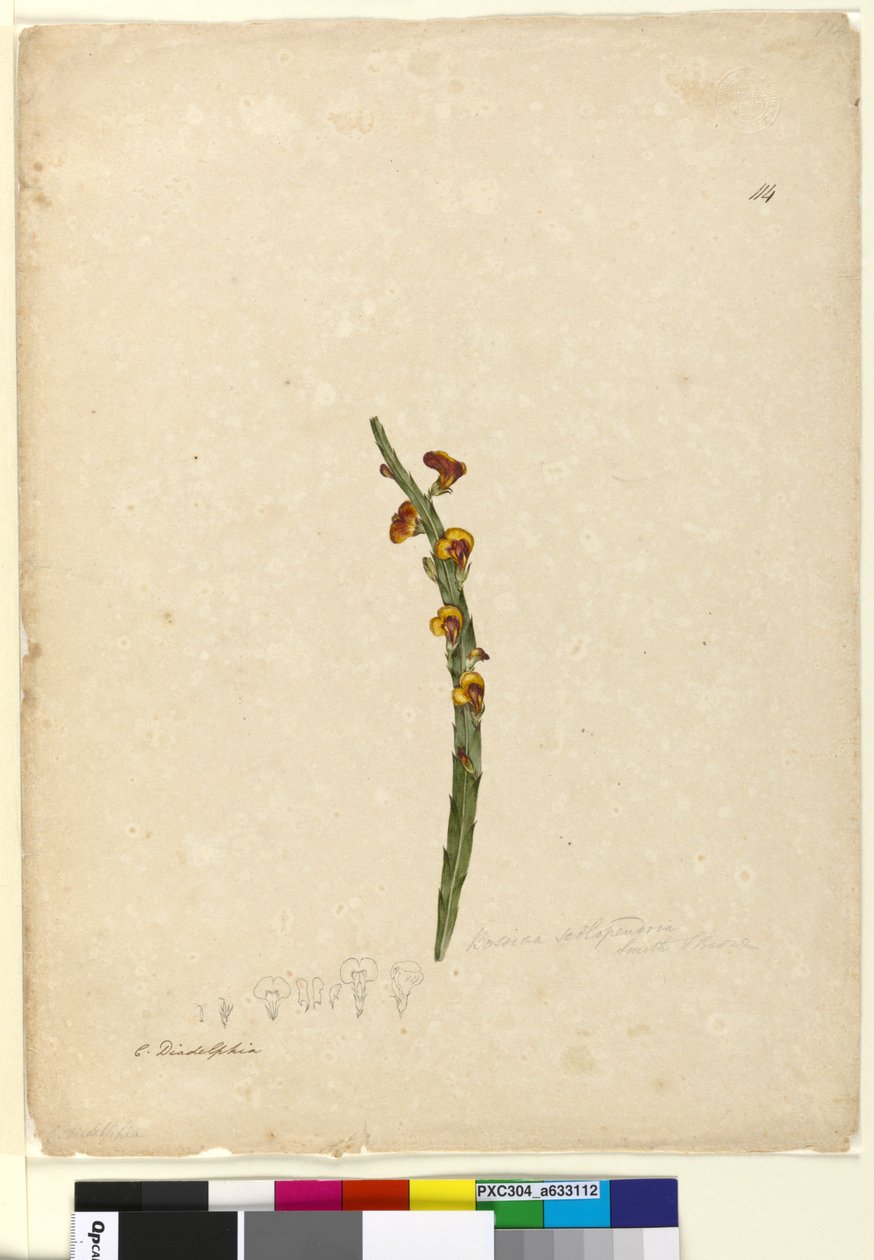Strona 114. Bossiaea scolopendria, c.1803-06 (toaleta, długopis, atrament i ołówek) autorstwa John William Lewin