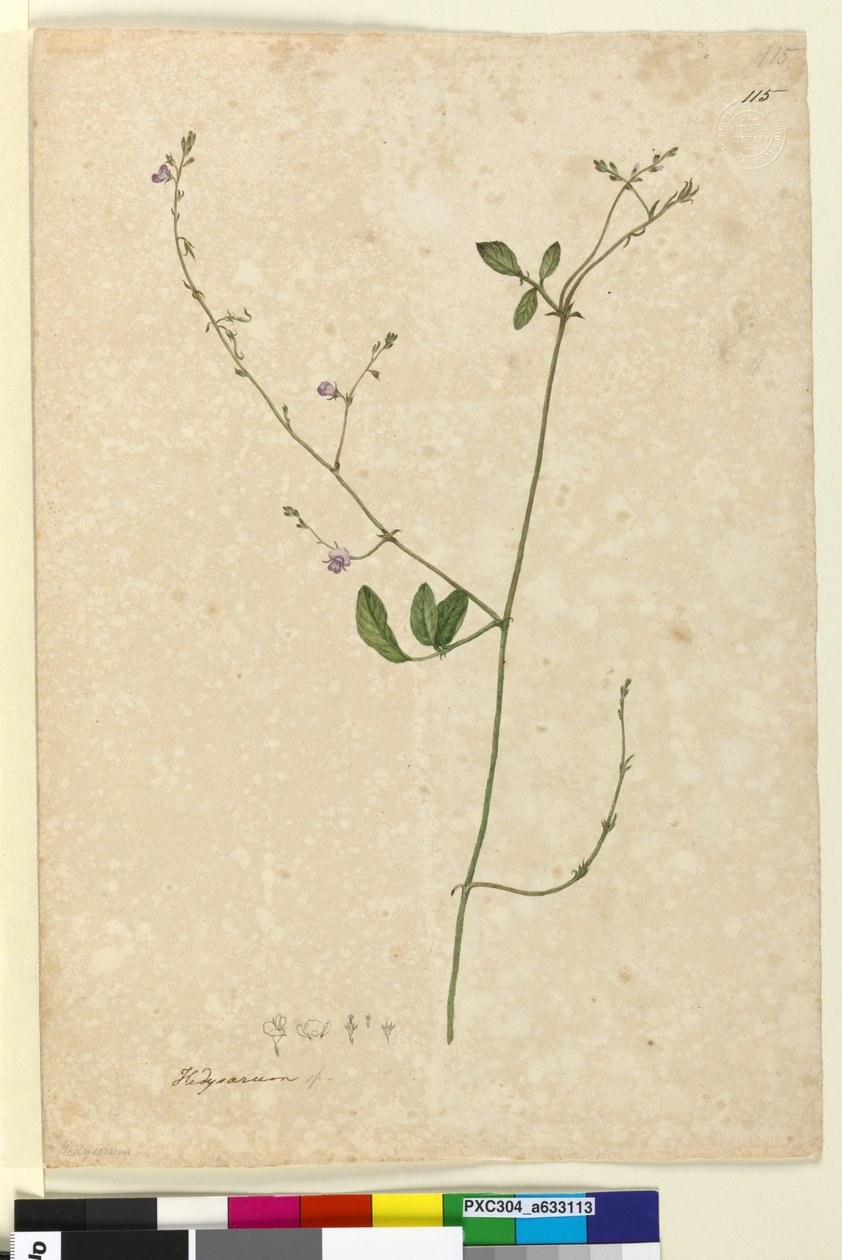 Strona 115. Hedysarum, ok. 1803-06 (toaleta, długopis, atrament i ołówek) autorstwa John William Lewin