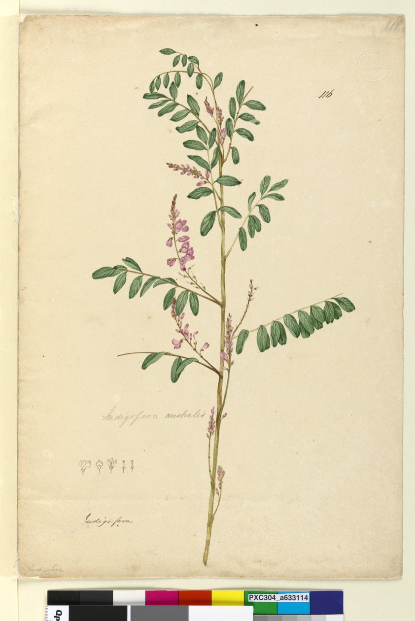 Strona 116. Indigofera australis, c.1803-06 (toaleta, długopis, atrament i ołówek) autorstwa John William Lewin