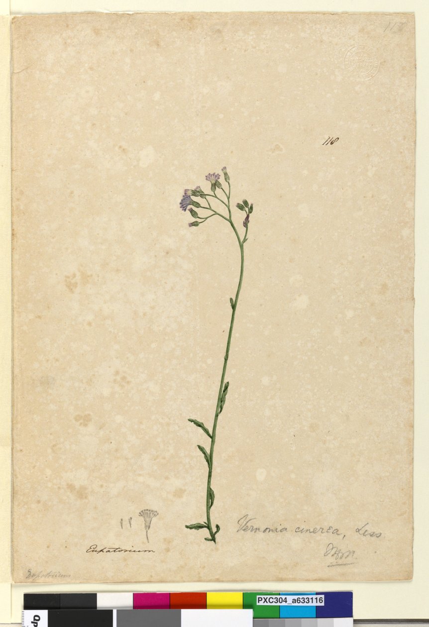 Strona 118. Vernonia cinerea, c.1803-06 (toaleta, długopis, atrament i ołówek) autorstwa John William Lewin