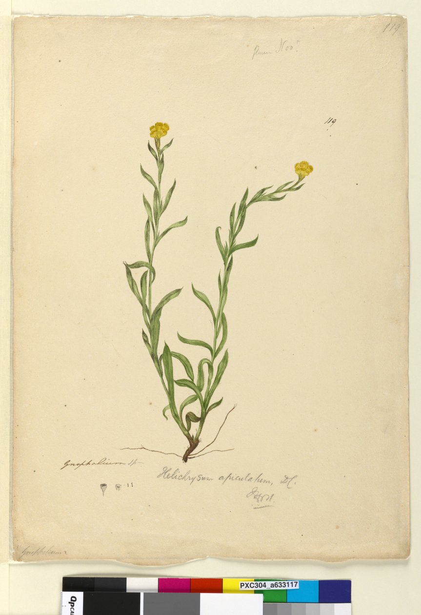 Strona 119. Helichrysum apiculatumChrysocephalum apiculatum, c.1803-06 (toaleta, długopis, atrament i ołówek) autorstwa John William Lewin