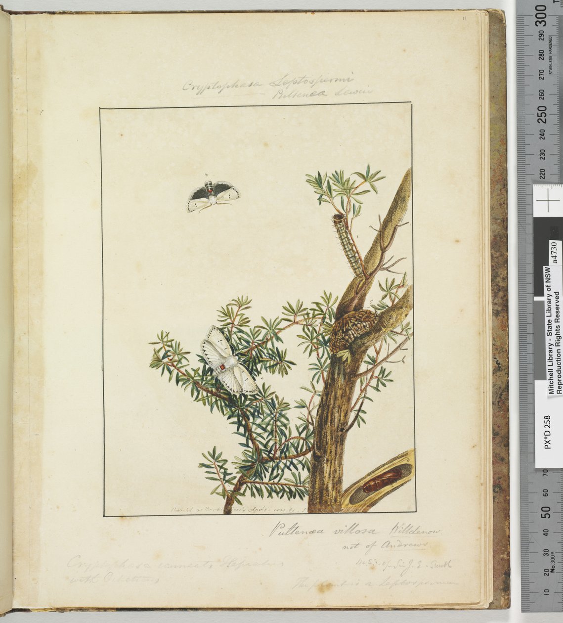 Strona 11. Płyta 3 Cryptophasa Septosfermi Pultenae Lewin, 1803-04 (odbitki akwaforty ręcznie kolorowane) autorstwa John William Lewin