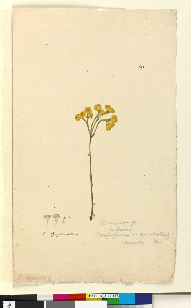 Strona 120. Elichrysum, ok. 1803-06 (toaleta, długopis, atrament i ołówek) autorstwa John William Lewin