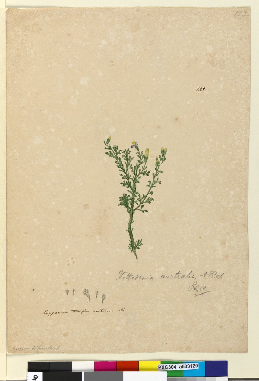 Strona 122. Vittadinia australis, c.1803-06 (toaleta, długopis, atrament i ołówek) autorstwa John William Lewin