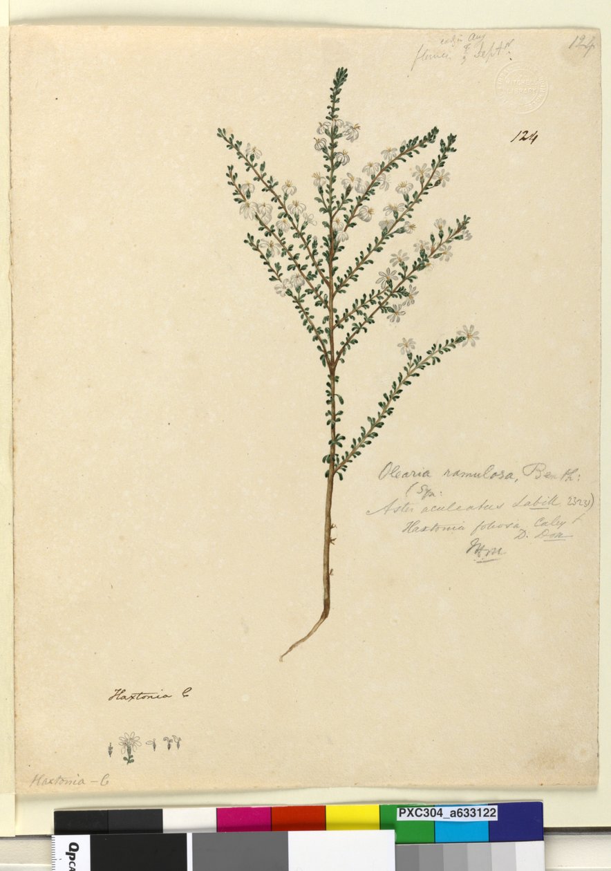 Strona 124. Olearia ramulosa, c.1803-06 (toaleta, długopis, atrament i ołówek) autorstwa John William Lewin
