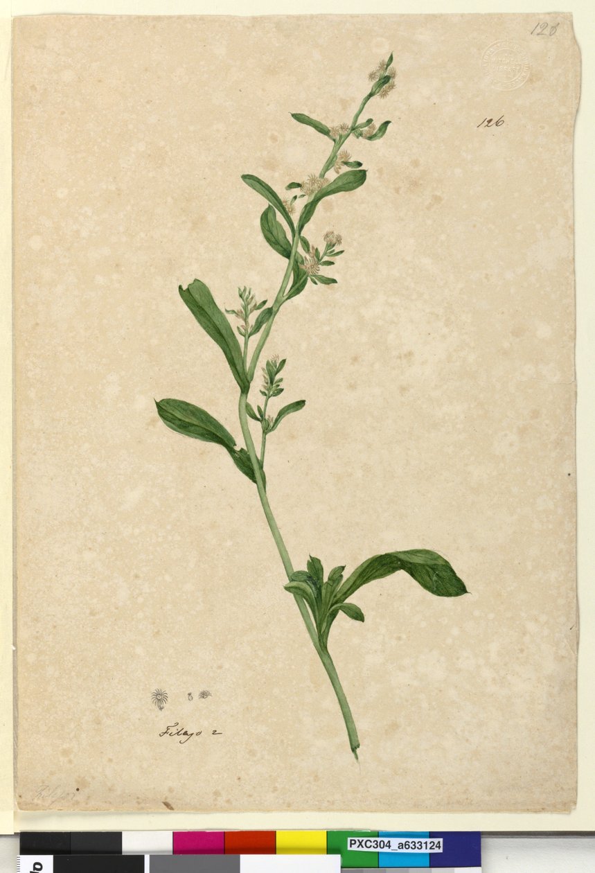 Strona 126. Filago, c.1803-06 (toaleta, długopis, atrament i ołówek) autorstwa John William Lewin
