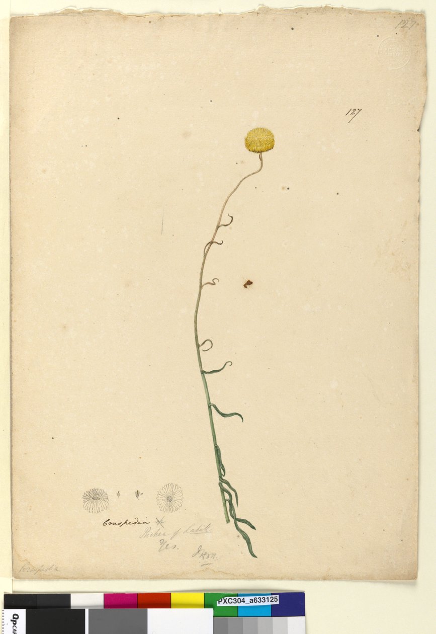 Strona 127. Craspedia, c.1803-06 (toaleta, długopis, atrament i ołówek) autorstwa John William Lewin