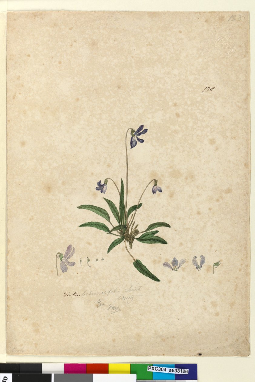 Strona 128. Viola betonicifolia, c.1803-06 (toaleta, długopis, tusz i ołówek) autorstwa John William Lewin