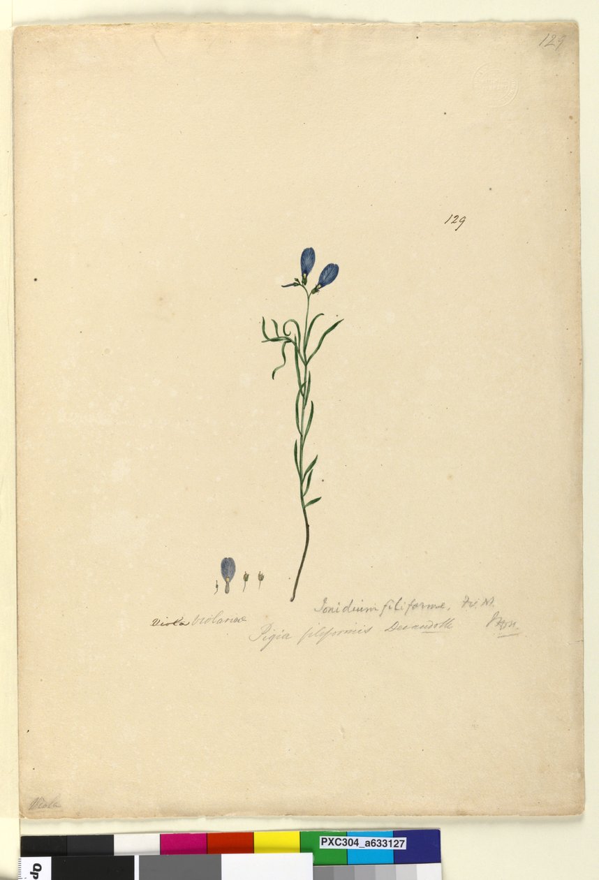 Strona 129. Ionidium filiforme, c.1803-06 (toaleta, długopis, atrament i ołówek) autorstwa John William Lewin