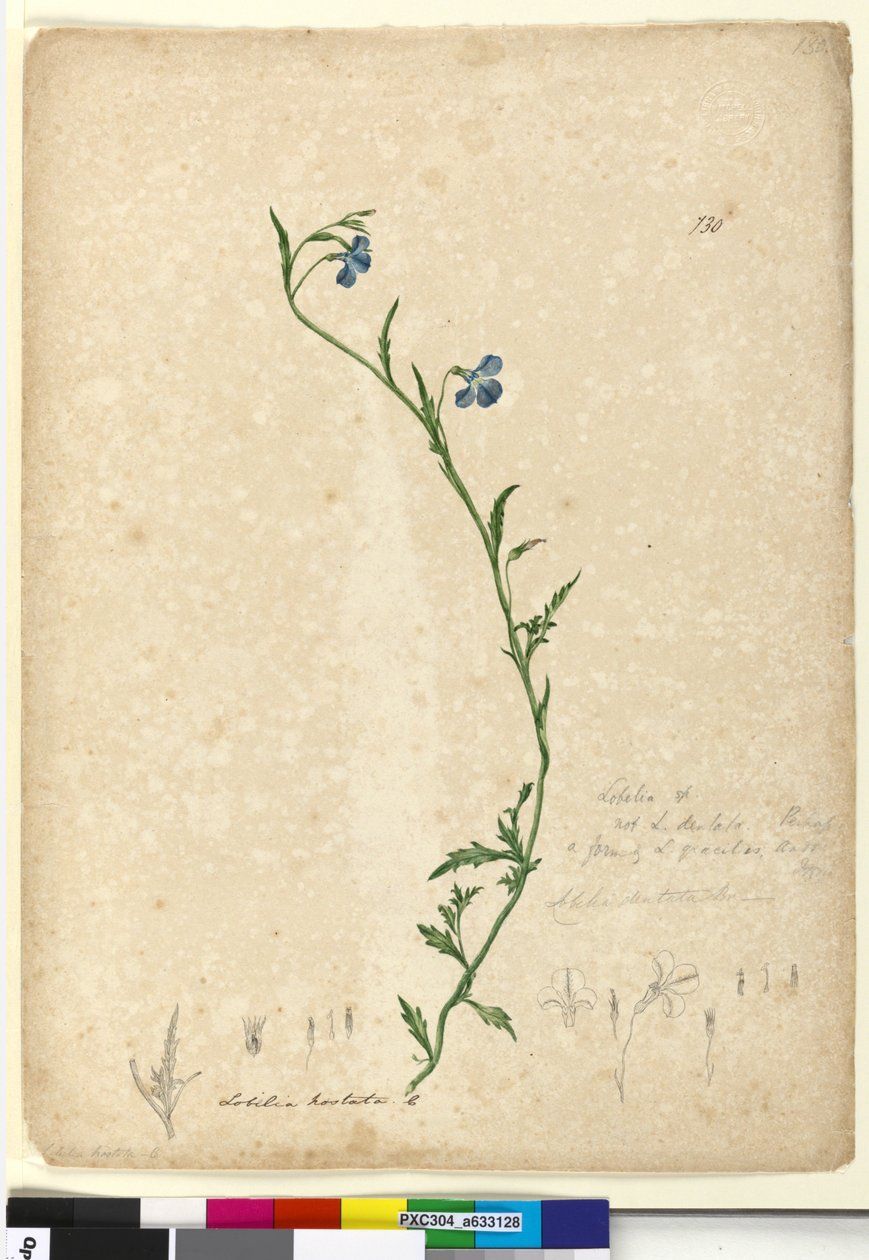 Strona 130. Lobelia hostataLobelia gracilis, c.1803-06 (toaleta, długopis, tusz i ołówek) autorstwa John William Lewin