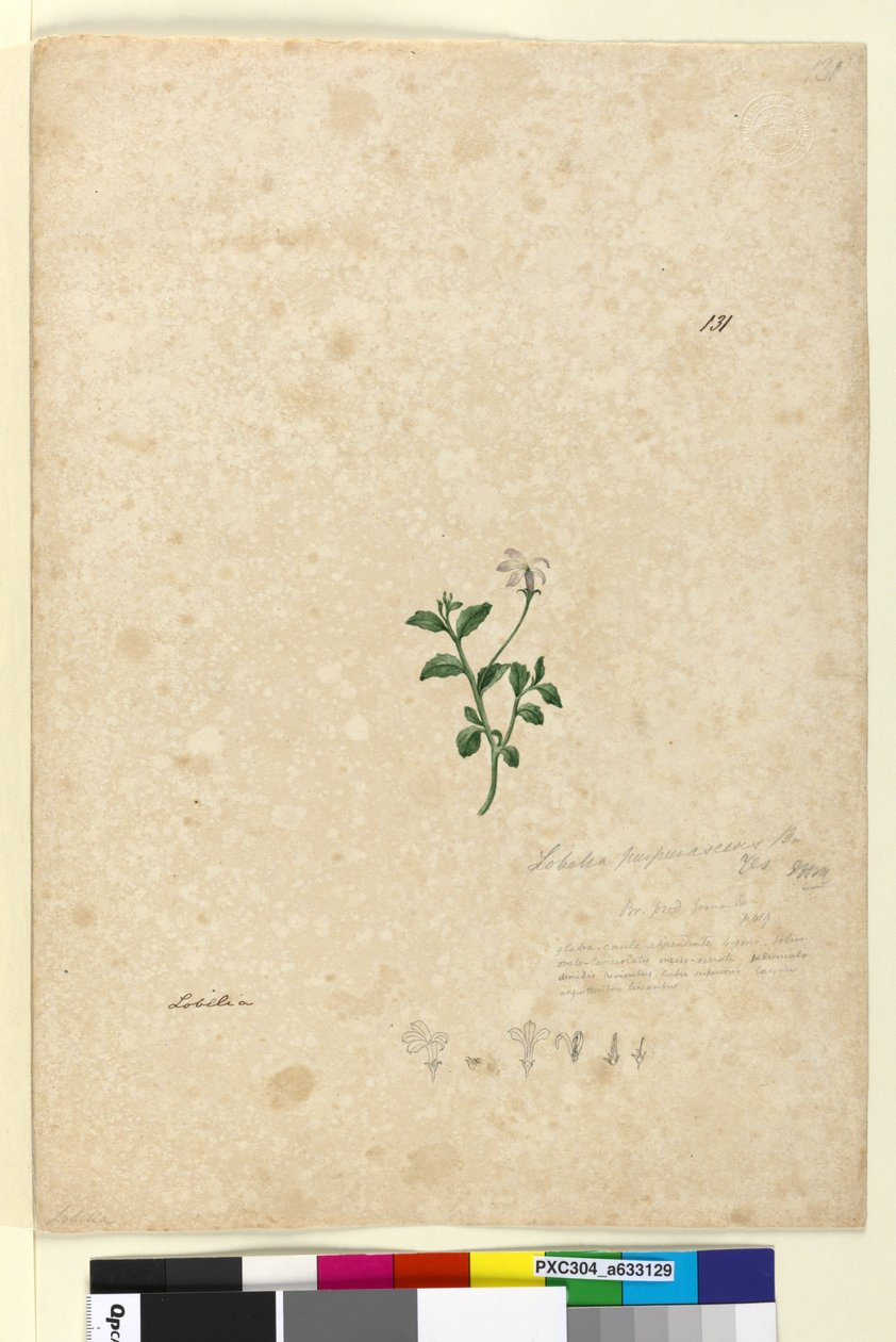 Strona 131. Lobelia purpurascens, c.1803-06 (toaleta, długopis, atrament i ołówek) autorstwa John William Lewin