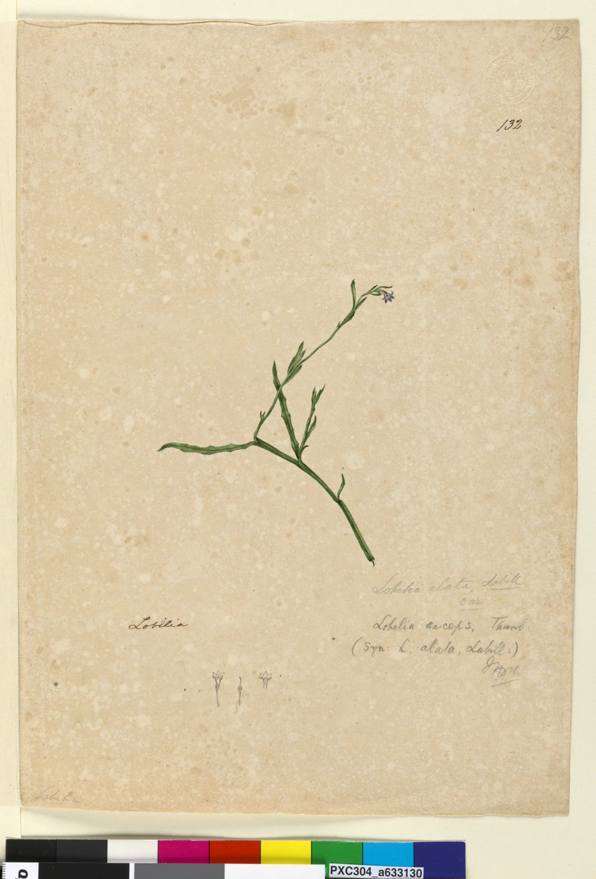 Strona 132. Lobelia alata, c.1803-06 (toaleta, długopis, tusz i ołówek) autorstwa John William Lewin