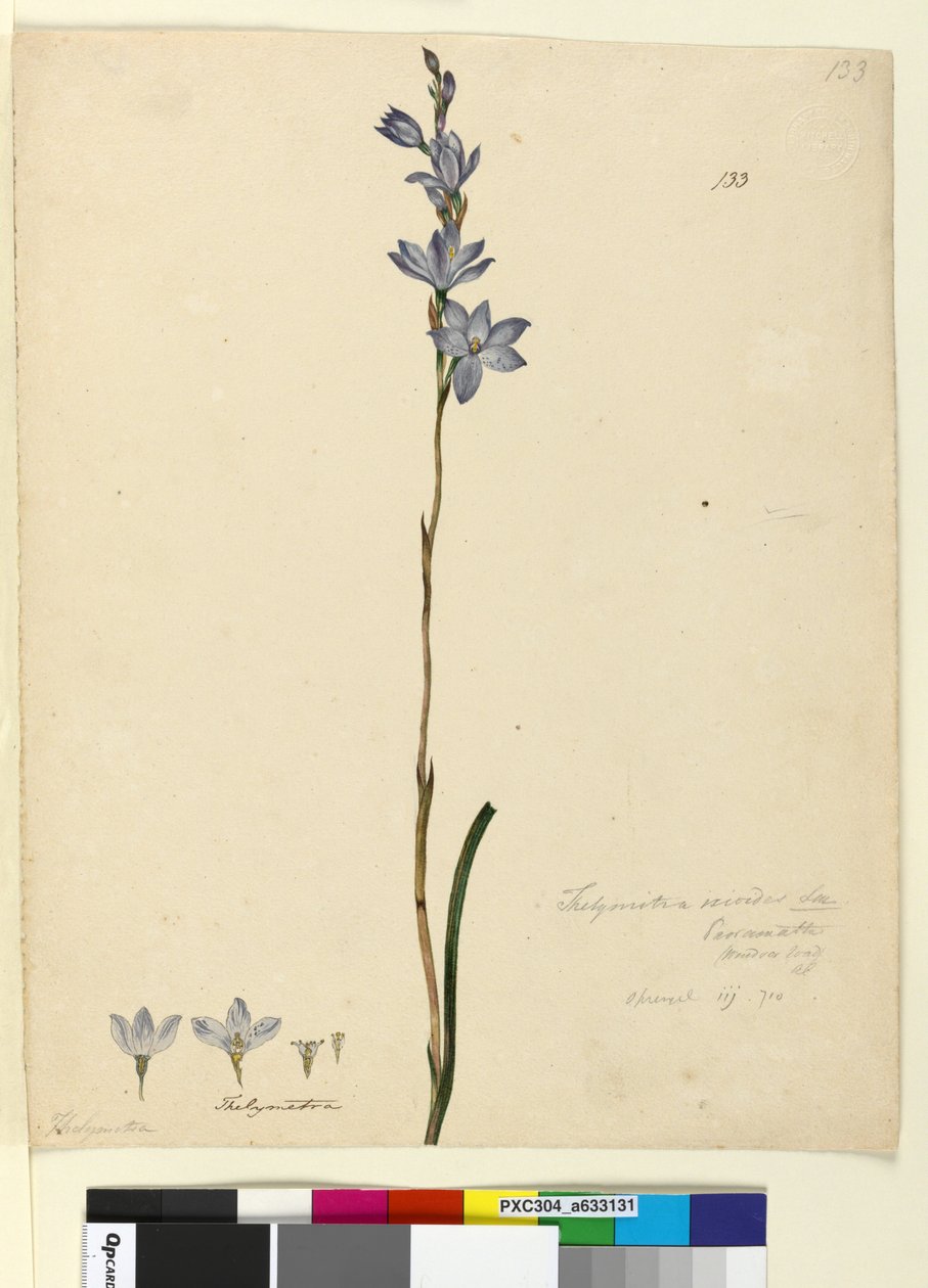 Strona 133. Thelymitra ixioides, c.1803-06 (toaleta, długopis, atrament i ołówek) autorstwa John William Lewin