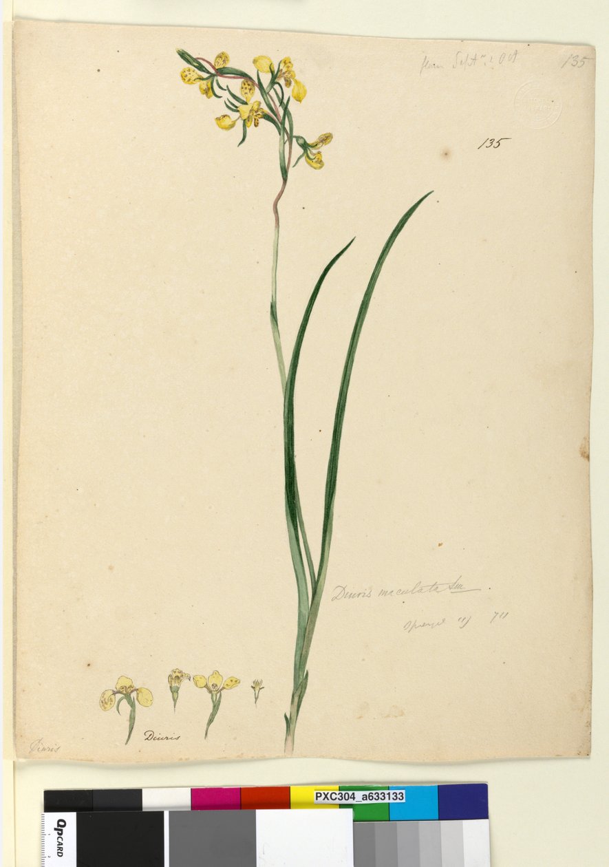 Strona 135. Diuris maculata, c.1803-06 (toaleta, długopis, atrament i ołówek) autorstwa John William Lewin