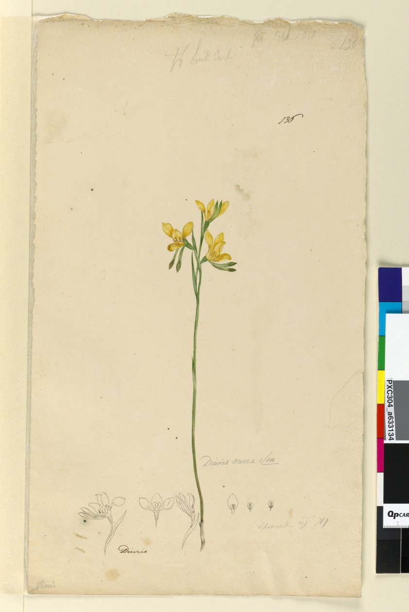 Strona 136. Diuris aurea, c.1803-06 (toaleta, długopis, atrament i ołówek) autorstwa John William Lewin