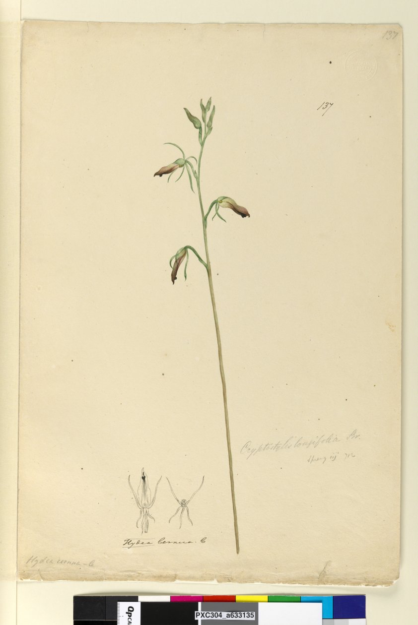 Strona 137. Cryptostylis longifolia, c.1803-06 (toaleta, długopis, atrament i ołówek) autorstwa John William Lewin