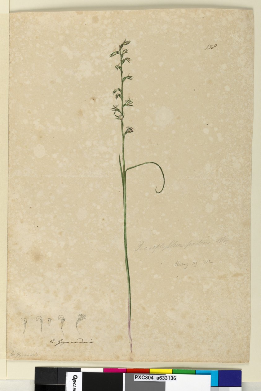 Strona 138. Prasophyllum patens, c.1803-06 (toaleta, długopis, atrament i ołówek) autorstwa John William Lewin