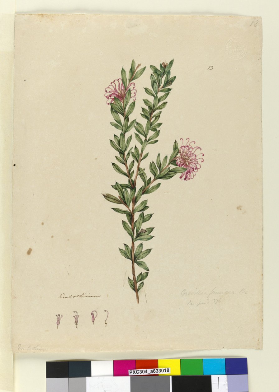 Strona 13. Grevillea punicea, ok. 1803-06 (toaleta, długopis, atrament i ołówek) autorstwa John William Lewin
