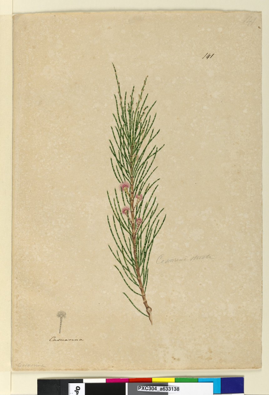 Strona 141. Casuarina strictaAllocasuarina verticillata, c.1803-06 (toaleta, długopis, atrament i ołówek) autorstwa John William Lewin