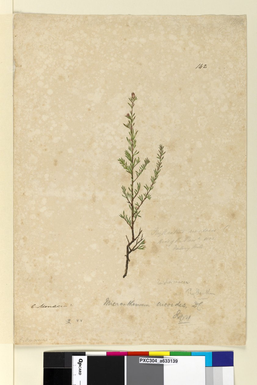 Strona 142. Phyllanthus rivularis, c.1803-06 (toaleta, długopis, atrament i ołówek) autorstwa John William Lewin