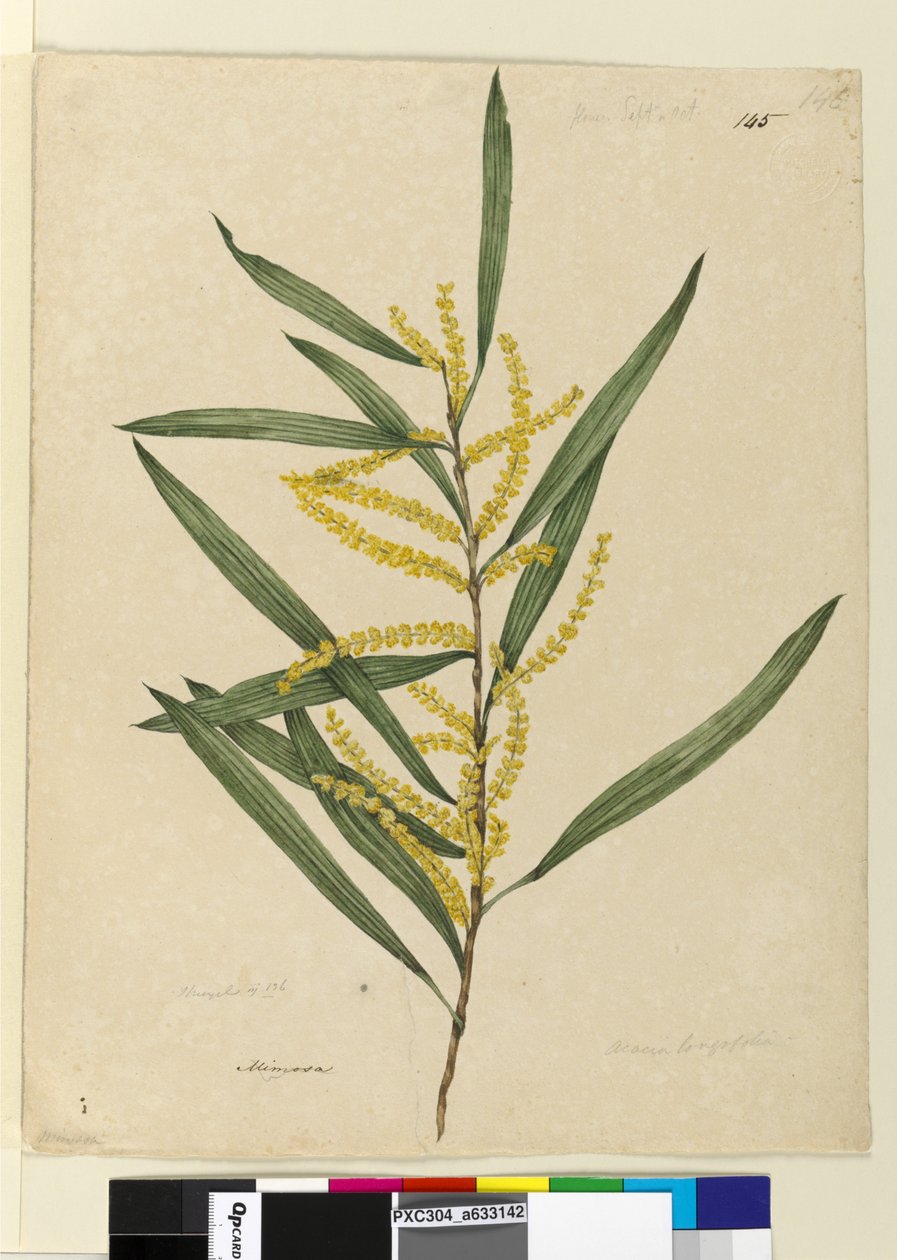 Strona 145. Acacia longifolia, c.1803-06 (toaleta, długopis, atrament i ołówek) autorstwa John William Lewin