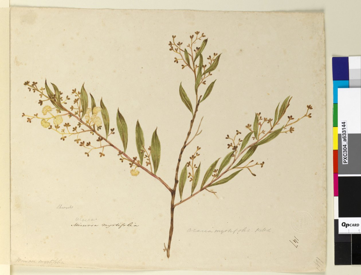 Strona 147. Acacia myrtifolia, c.1803-06 (toaleta, długopis, tusz i ołówek) autorstwa John William Lewin