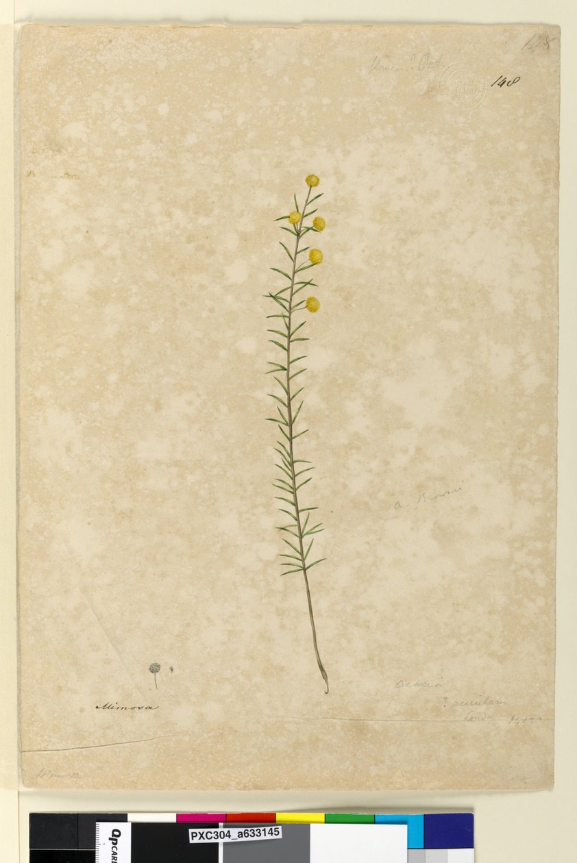 Strona 148. Acacia aciculares, c.1803-06 (akwarela, długopis, tusz i ołówek) autorstwa John William Lewin