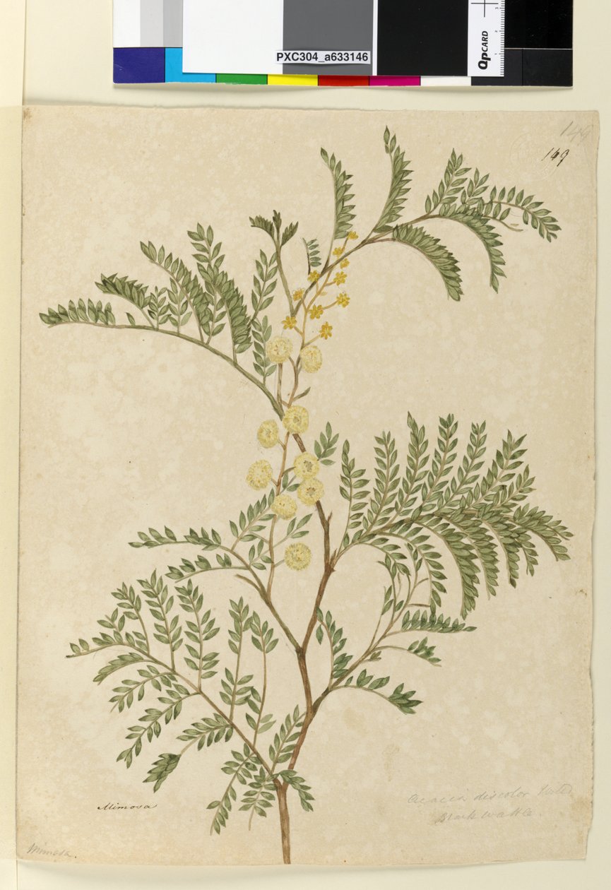 Strona 149. Acacia discolorAcacia terminalis, c.1803-06 (wc, długopis, tusz i ołówek) autorstwa John William Lewin