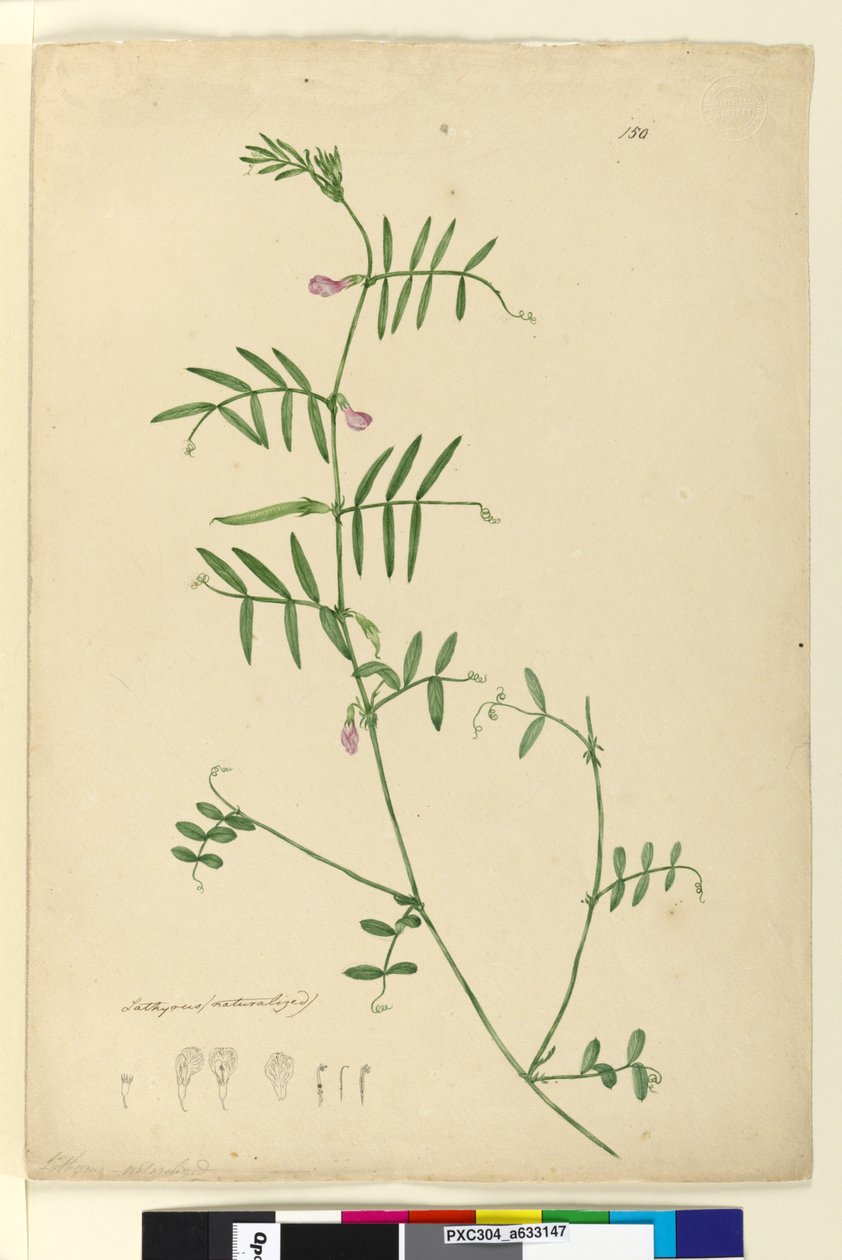 Strona 150. Lathyrus, ok. 1803-06 (toaleta, długopis, atrament i ołówek) autorstwa John William Lewin