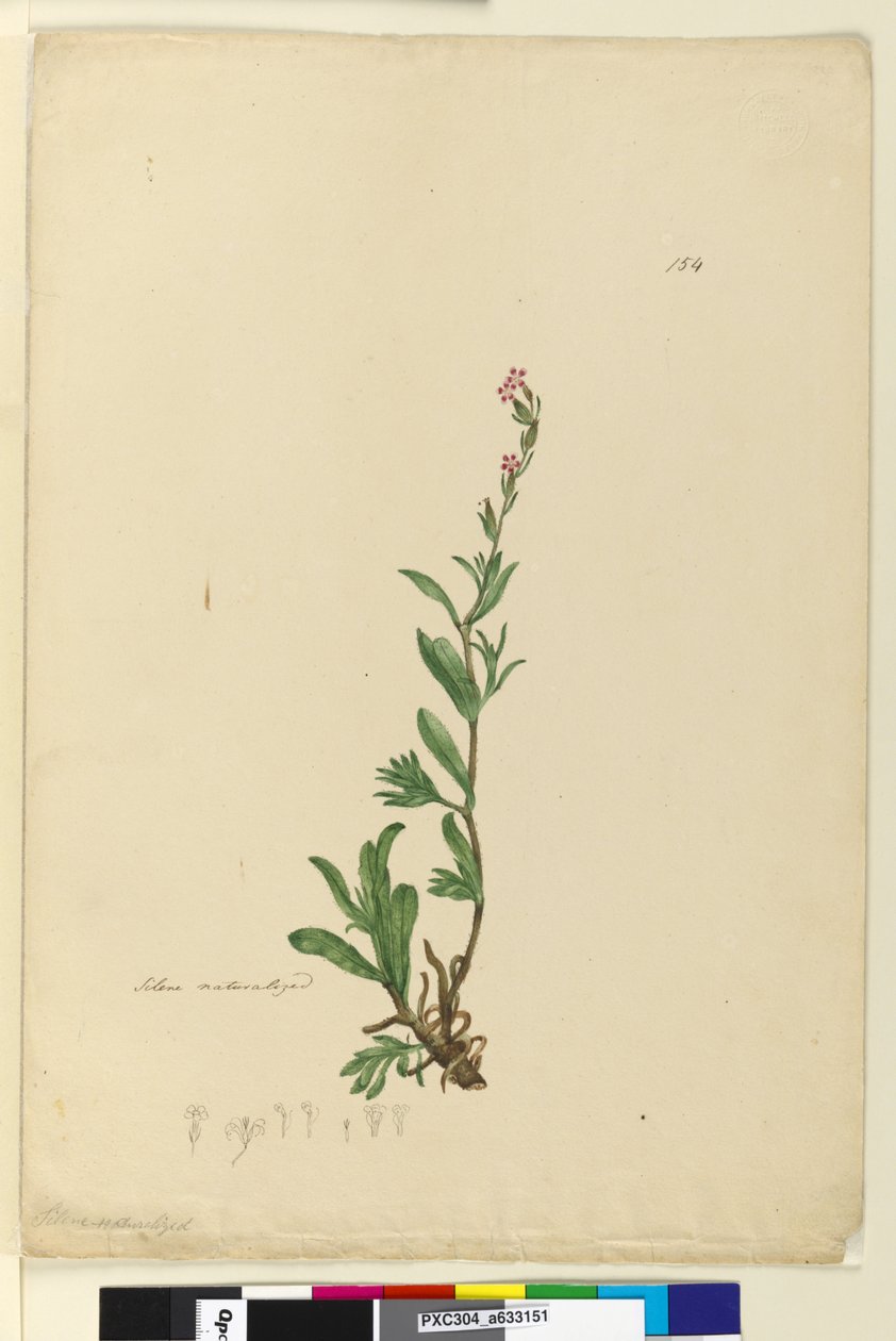 Strona 154. Silene naturalizowany, ok. 1803-06 (toaleta, długopis, tusz i ołówek) autorstwa John William Lewin