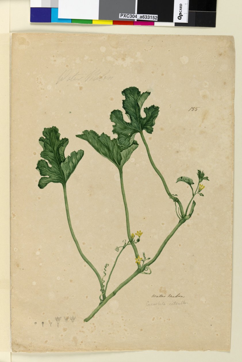 Strona 155. Arbuz, c.1803-06 (toaleta, długopis, atrament i ołówek) autorstwa John William Lewin
