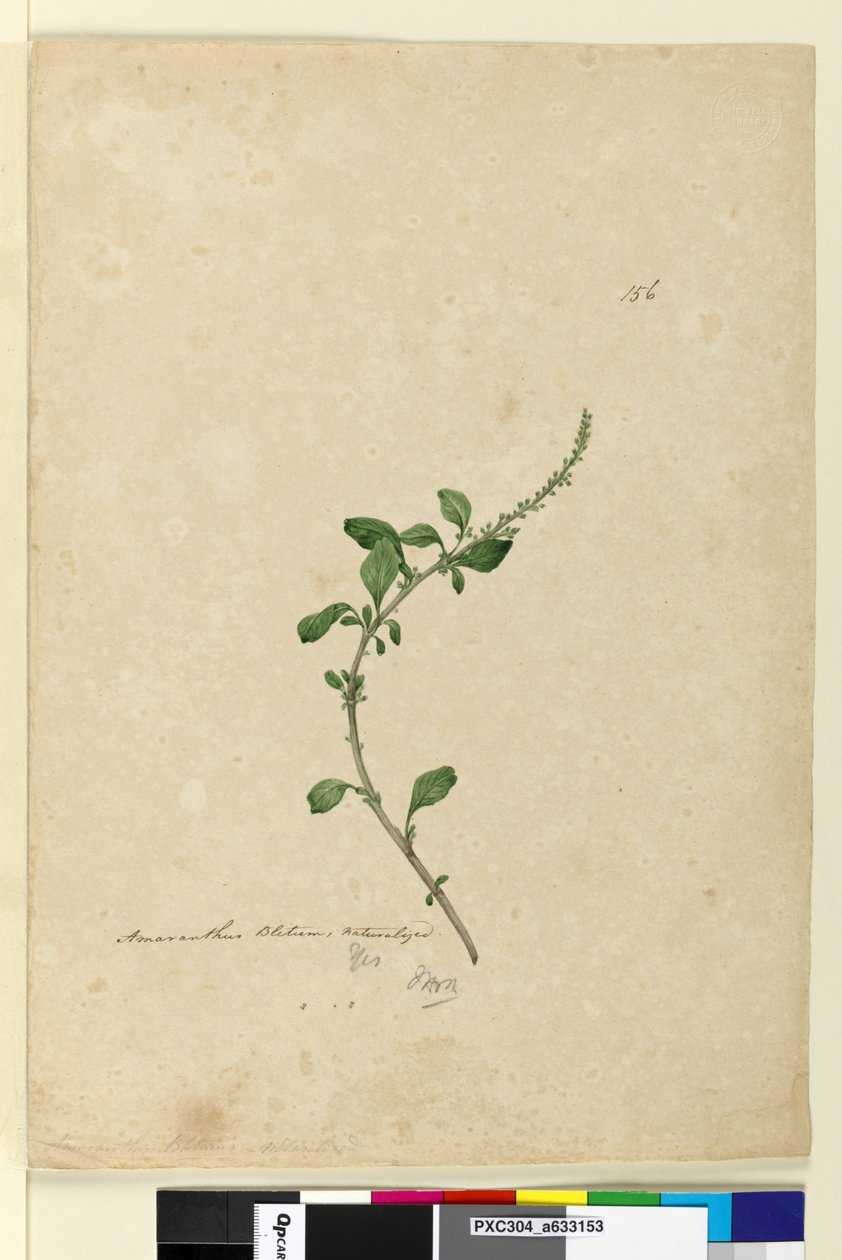 Strona 156. Amaranthus Blitum, c.1803-06 (toaleta, długopis, atrament i ołówek) autorstwa John William Lewin