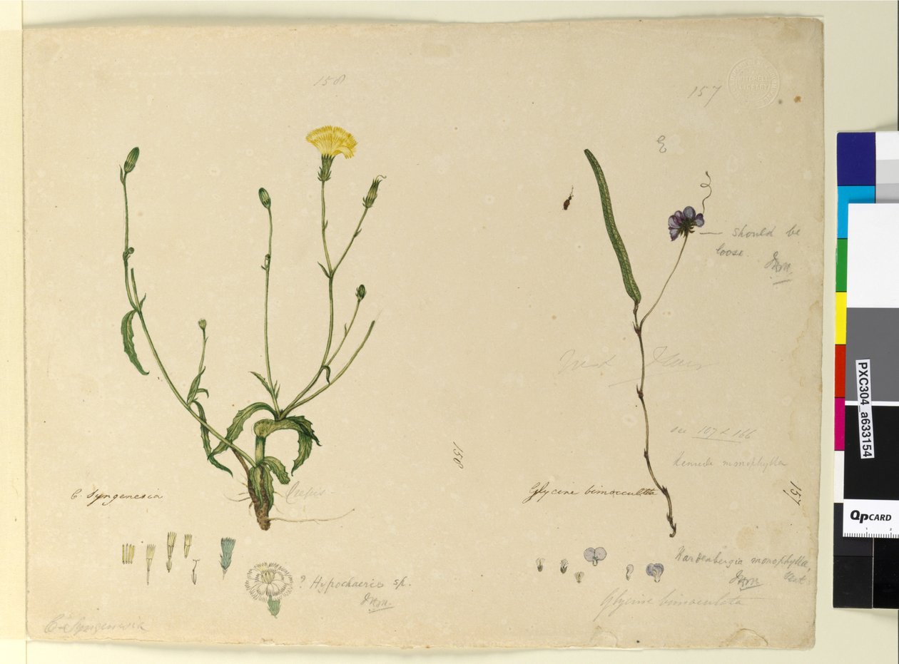 Strona 157. Hardenbergia monophyllaHardenbergia violacea; 158. Hypochaeris, ok. 1803-06 (toaleta, długopis, atrament i ołówek) autorstwa John William Lewin