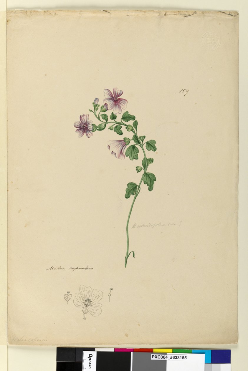 Strona 159. Malva capensis, c.1803-06 (toaleta, długopis, atrament i ołówek) autorstwa John William Lewin