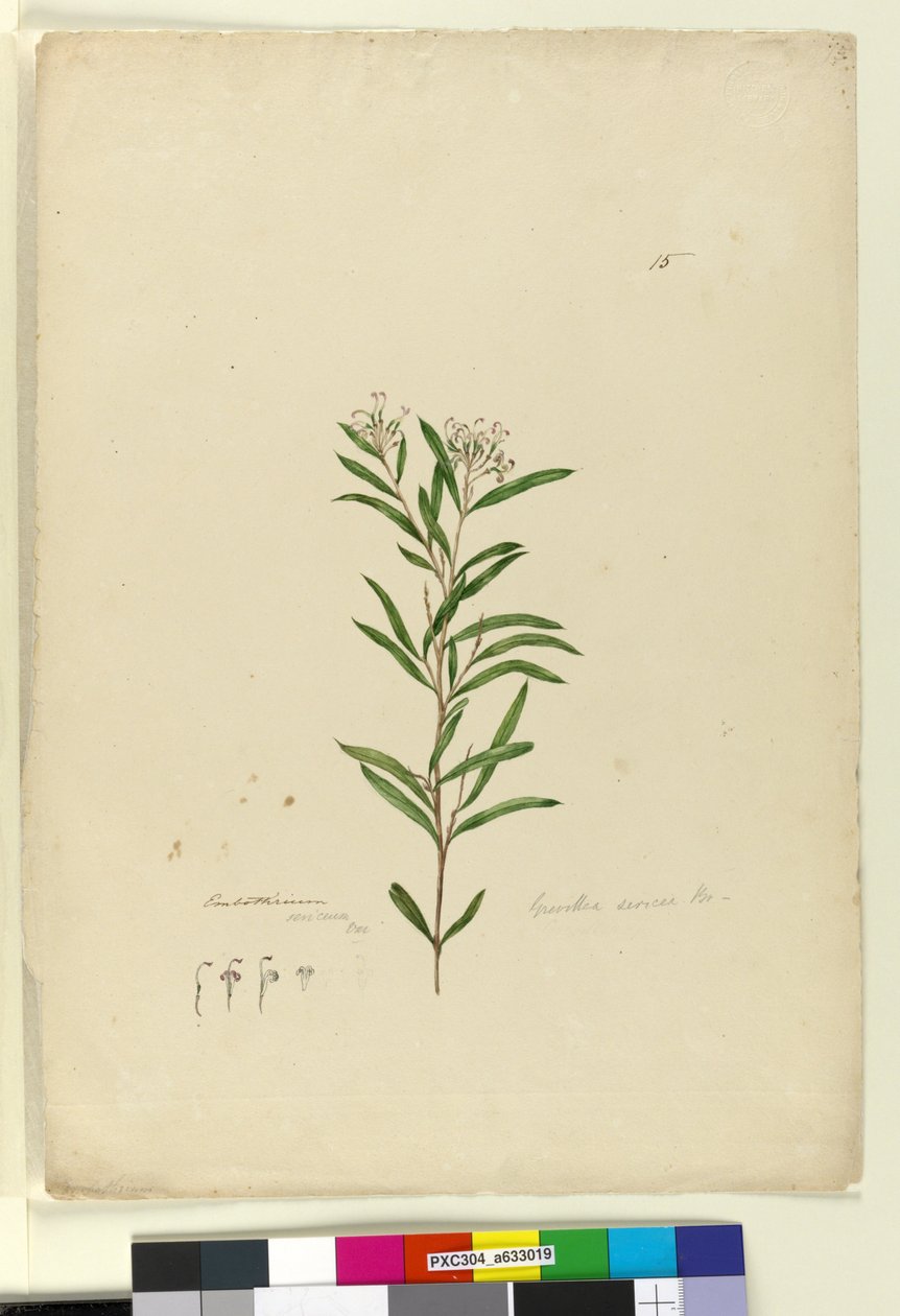 Strona 15. Grevillea sericea, c.1803-06 (toaleta, długopis, atrament i ołówek) autorstwa John William Lewin